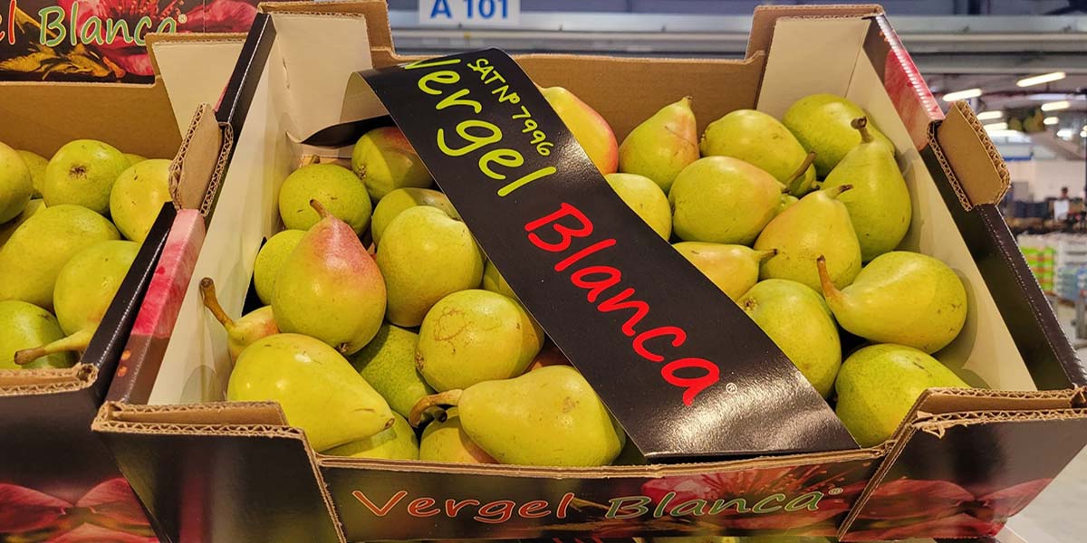 Pere, sarà l'anno della Spagna?
